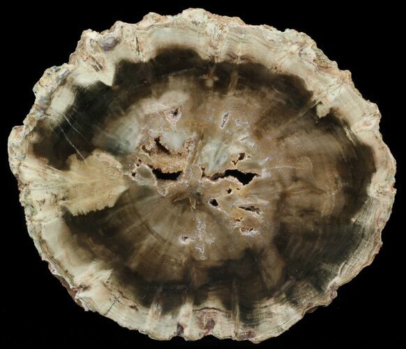 Woodworthia Petrified Wood Slab - Zimbabwe #41489